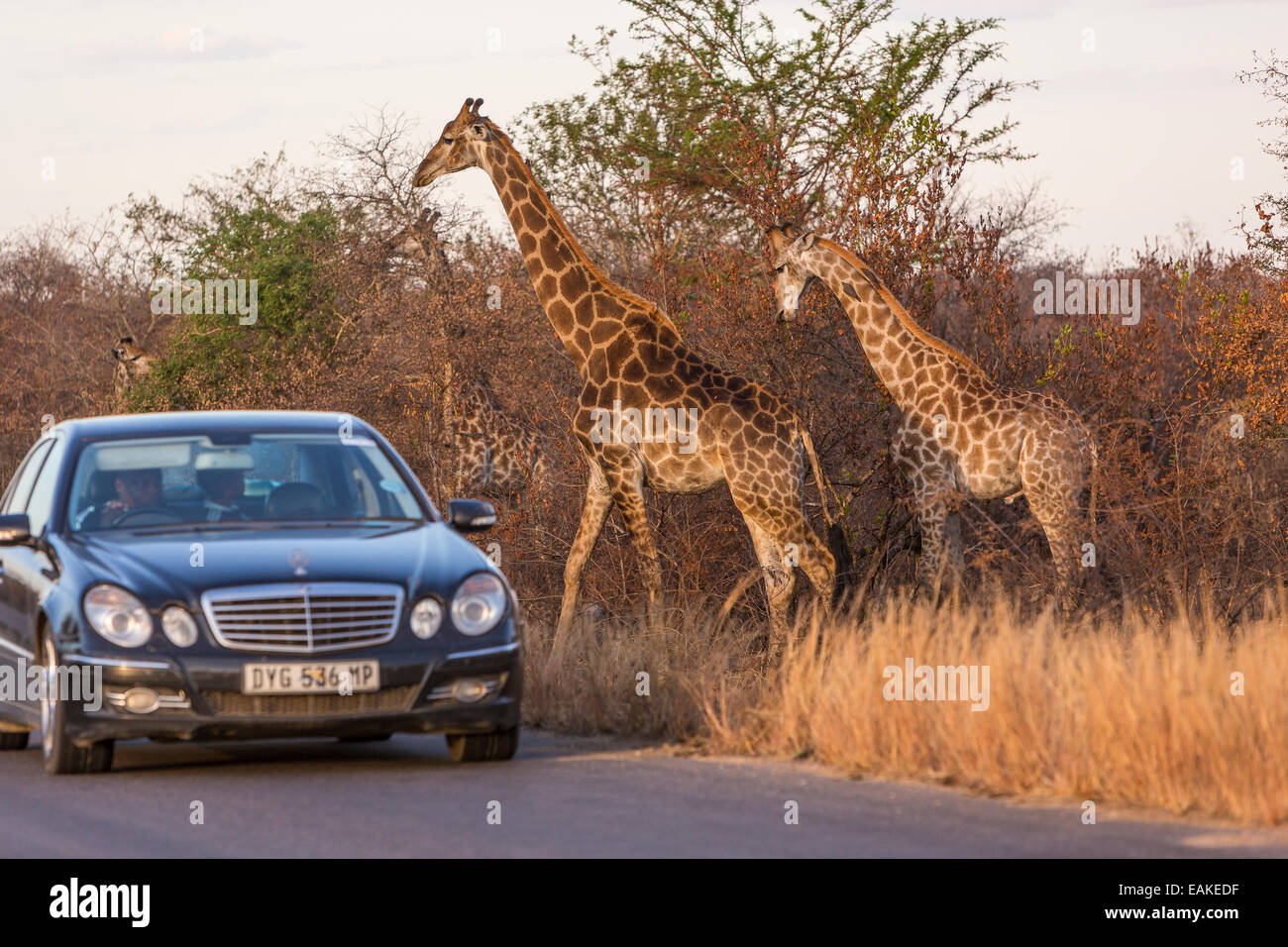 KRUGER NATIONAL PARK, SOUTH AFRICA - Giraffe and car on road. Stock Photo