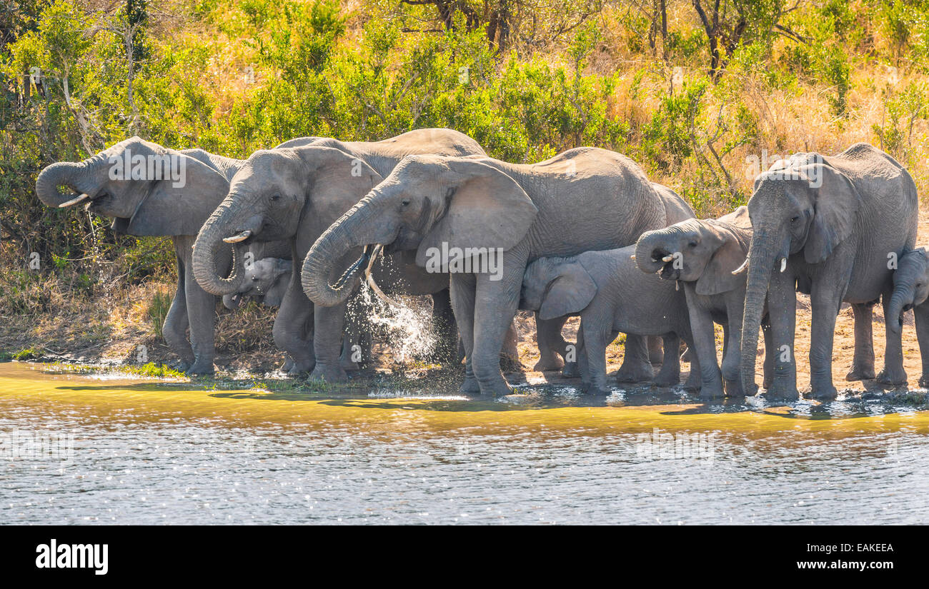 KRUGER NATIONAL PARK, SOUTH AFRICA - Herd of elephants drink at Kumana Dam. Stock Photo
