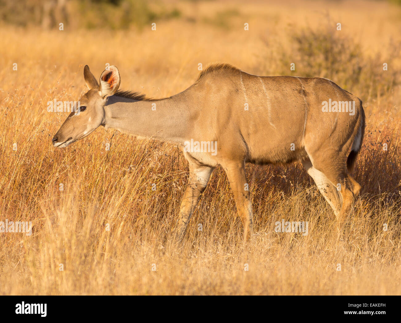 KRUGER NATIONAL PARK, SOUTH AFRICA - female impala Aepyceros melampus Stock Photo