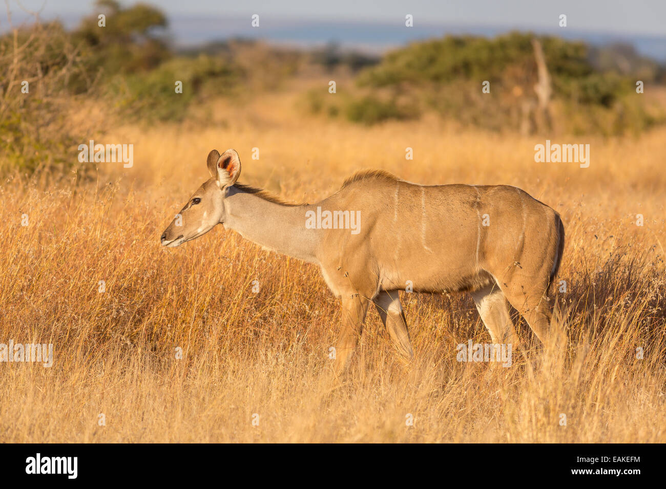 KRUGER NATIONAL PARK, SOUTH AFRICA - female impala Aepyceros melampus Stock Photo