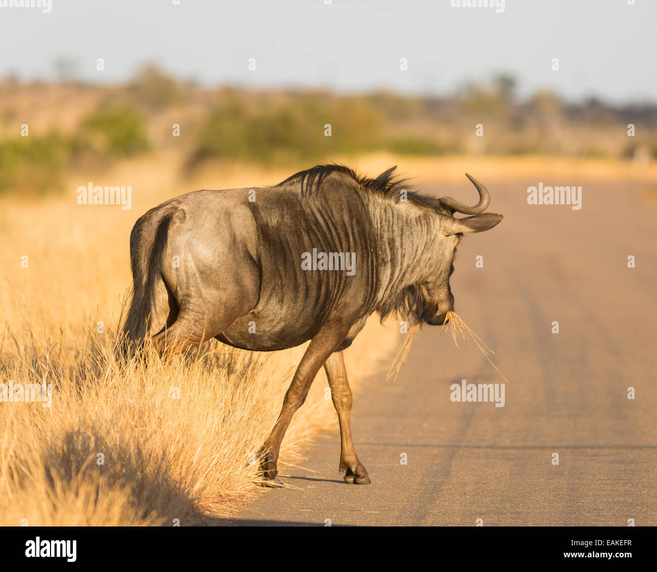 KRUGER NATIONAL PARK, SOUTH AFRICA - Blue Wildebeest crossing road Stock Photo