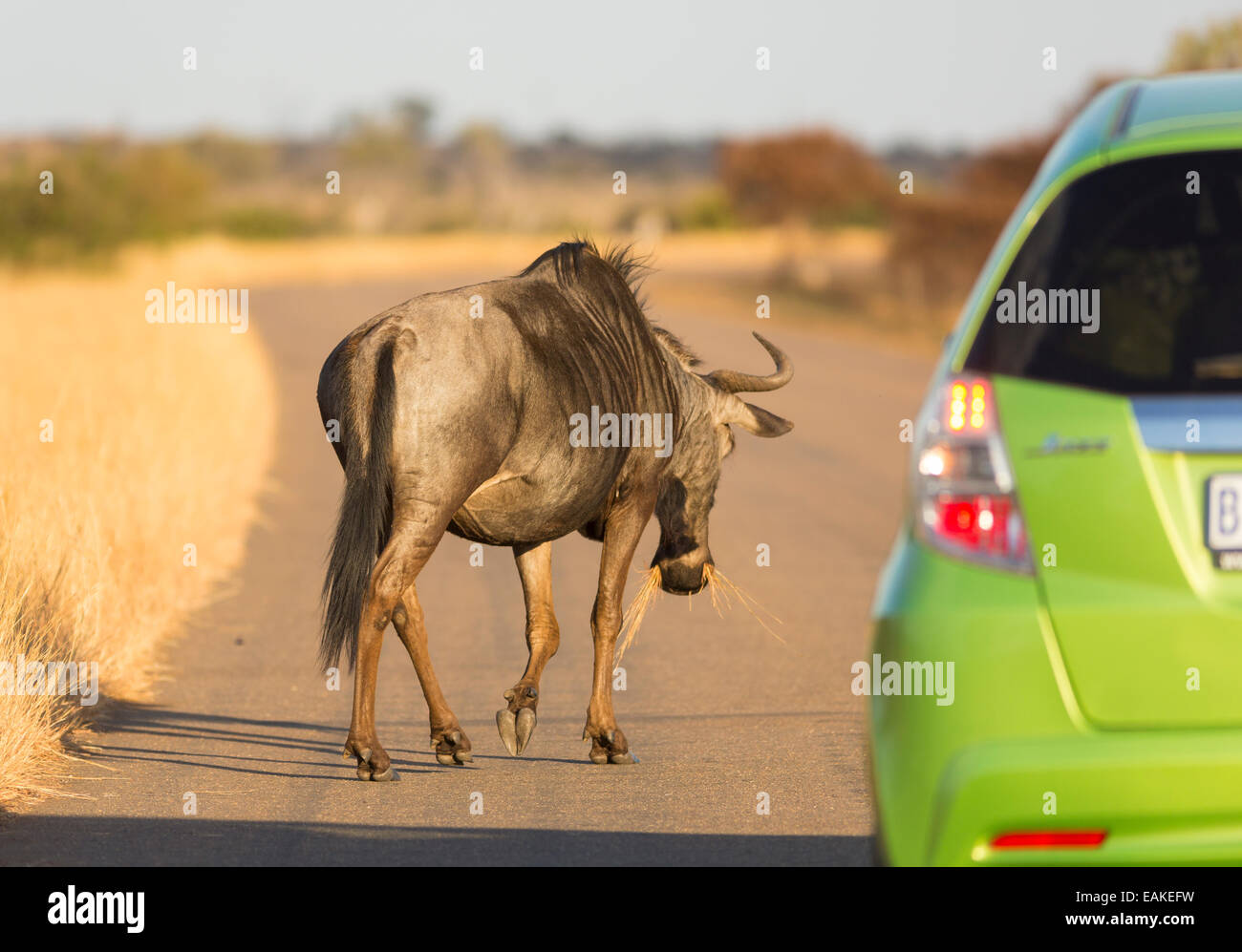 KRUGER NATIONAL PARK, SOUTH AFRICA - Blue Wildebeest crossing road in front of car Stock Photo