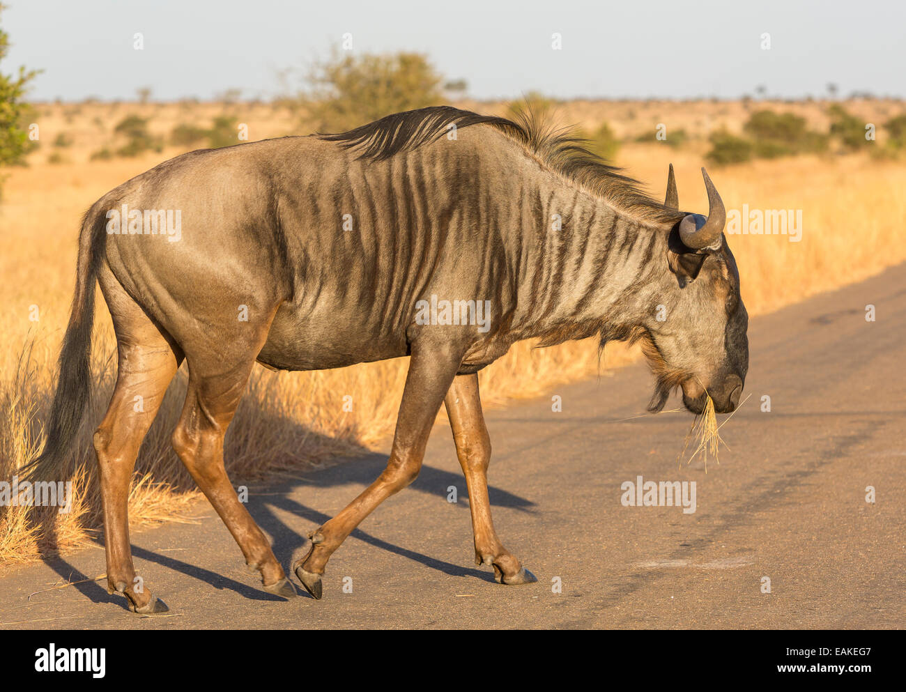 KRUGER NATIONAL PARK, SOUTH AFRICA - Blue Wildebeest crossing road Stock Photo