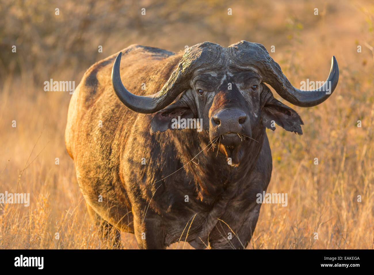 KRUGER NATIONAL PARK, SOUTH AFRICA - African Buffalo also known as Cape Buffalo Syncerus caffer caffer. Stock Photo
