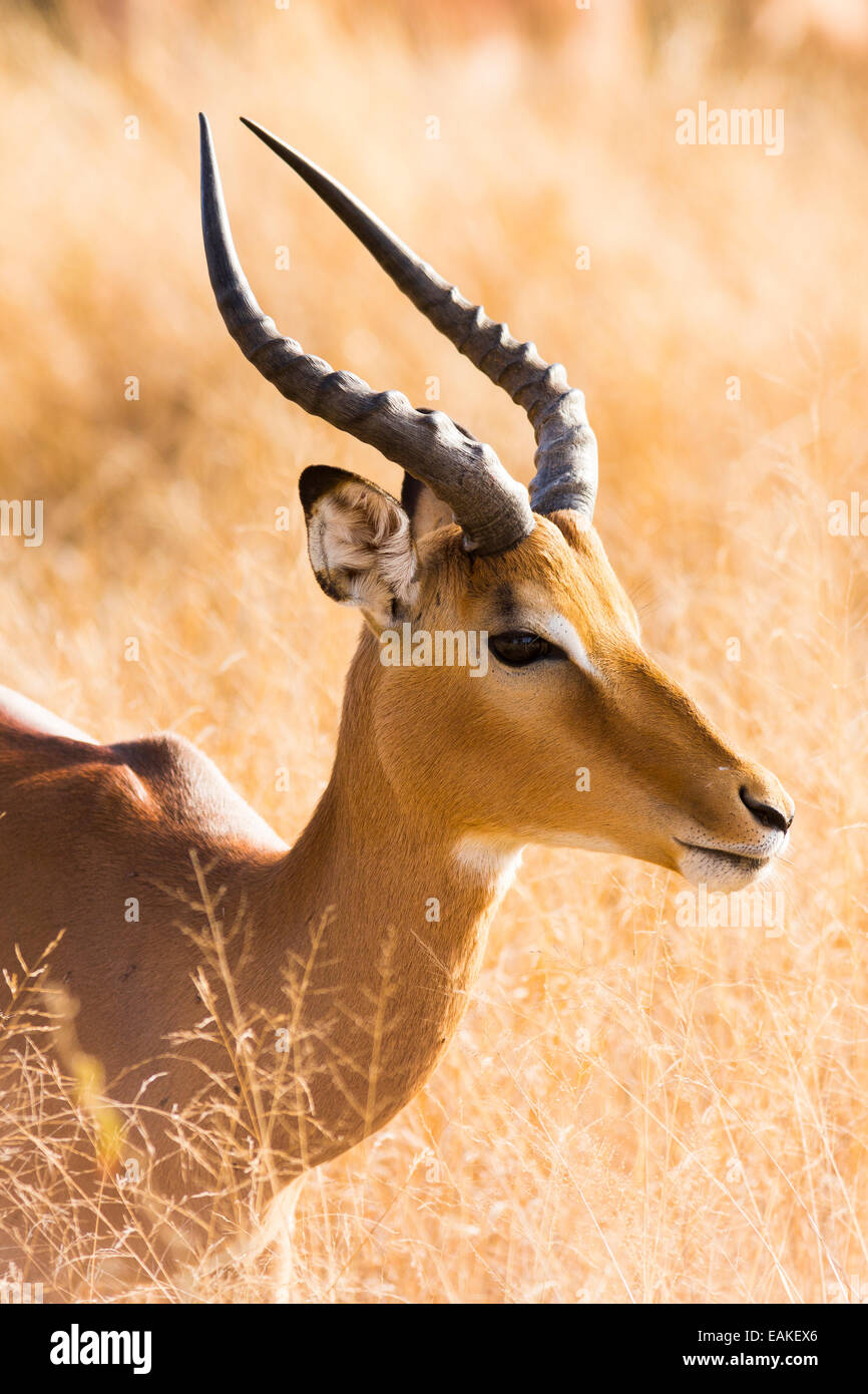 KRUGER NATIONAL PARK, SOUTH AFRICA - Male impala Aepyceros melampus Stock Photo