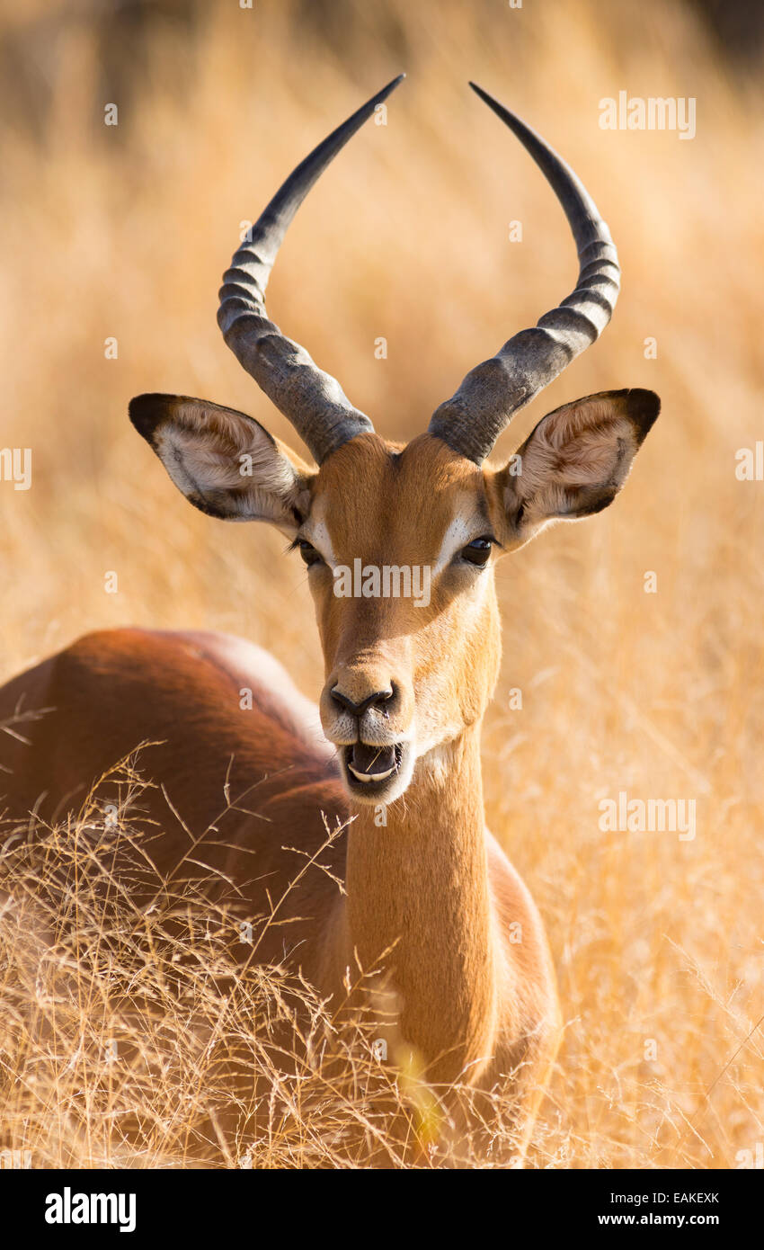 KRUGER NATIONAL PARK, SOUTH AFRICA - Male impala Aepyceros melampus Stock Photo