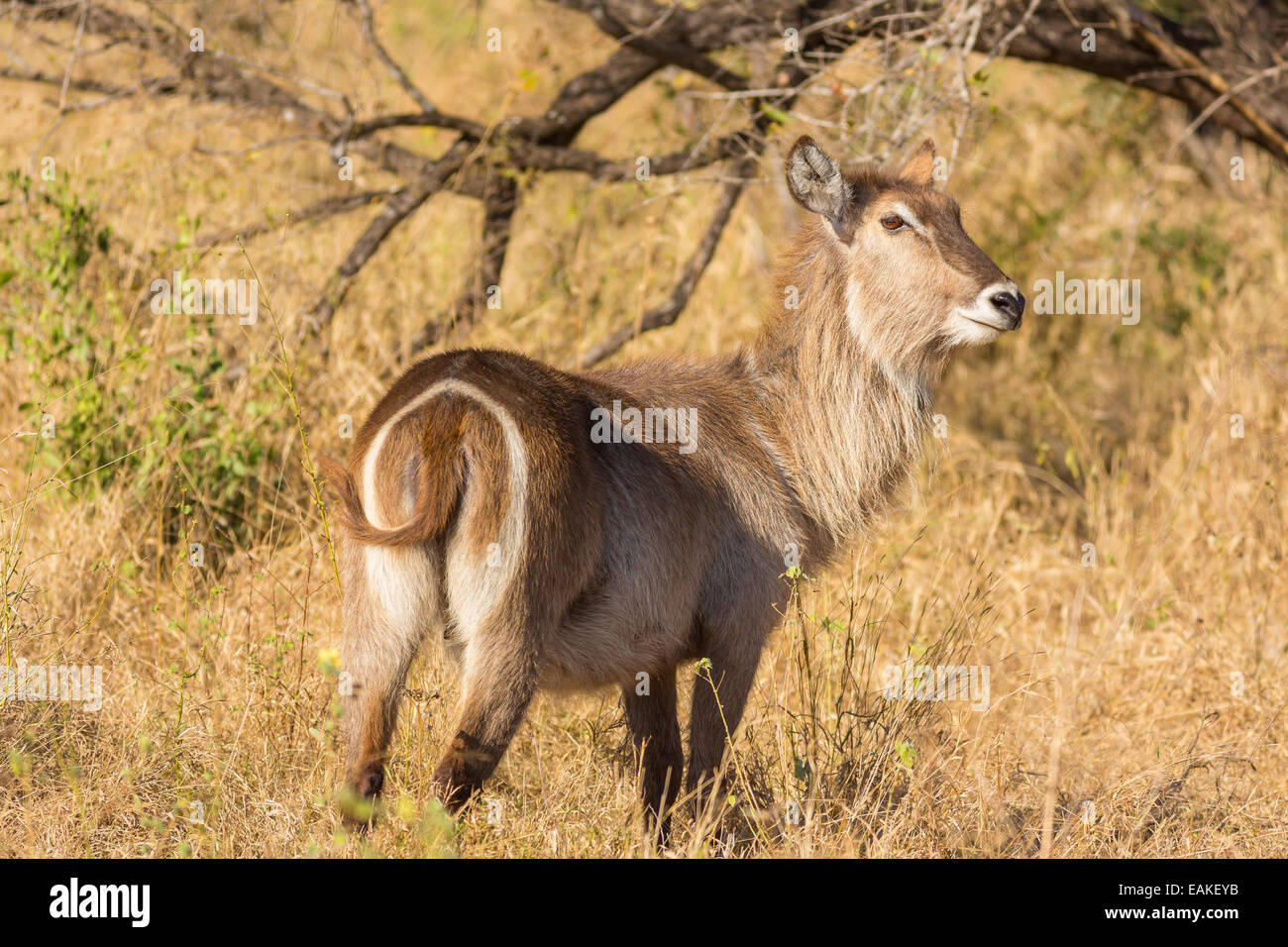 KRUGER NATIONAL PARK, SOUTH AFRICA - Waterbuck Kobus ellipsiprymnus Stock Photo