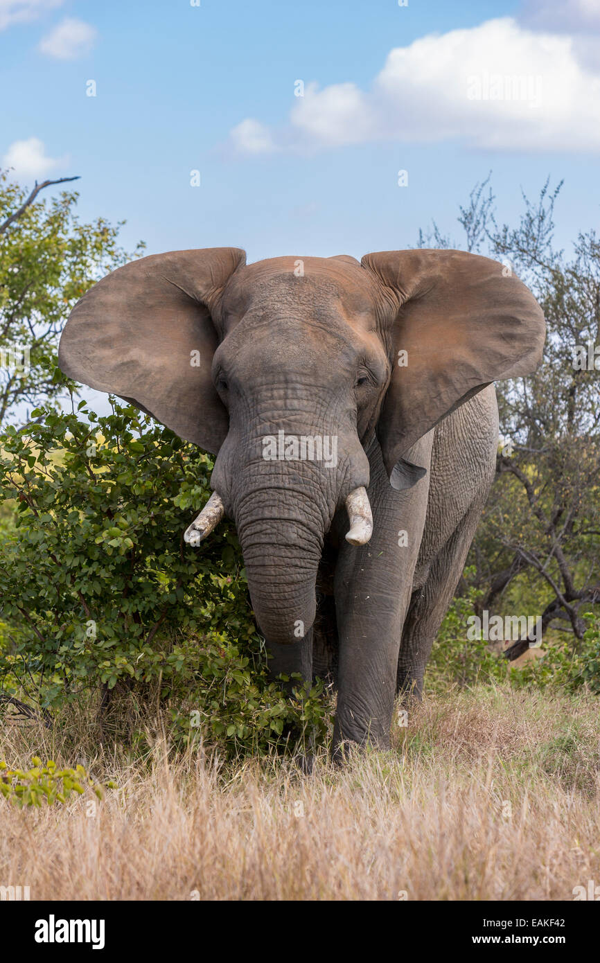 KRUGER NATIONAL PARK, SOUTH AFRICA - Elephant Stock Photo