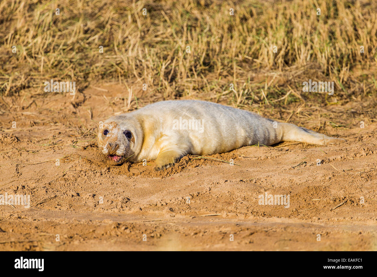 Grey Seal Pup Stock Photo