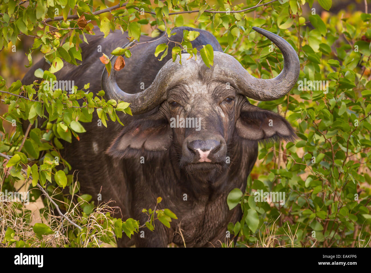 KRUGER NATIONAL PARK, SOUTH AFRICA - African Buffalo also known as Cape ...