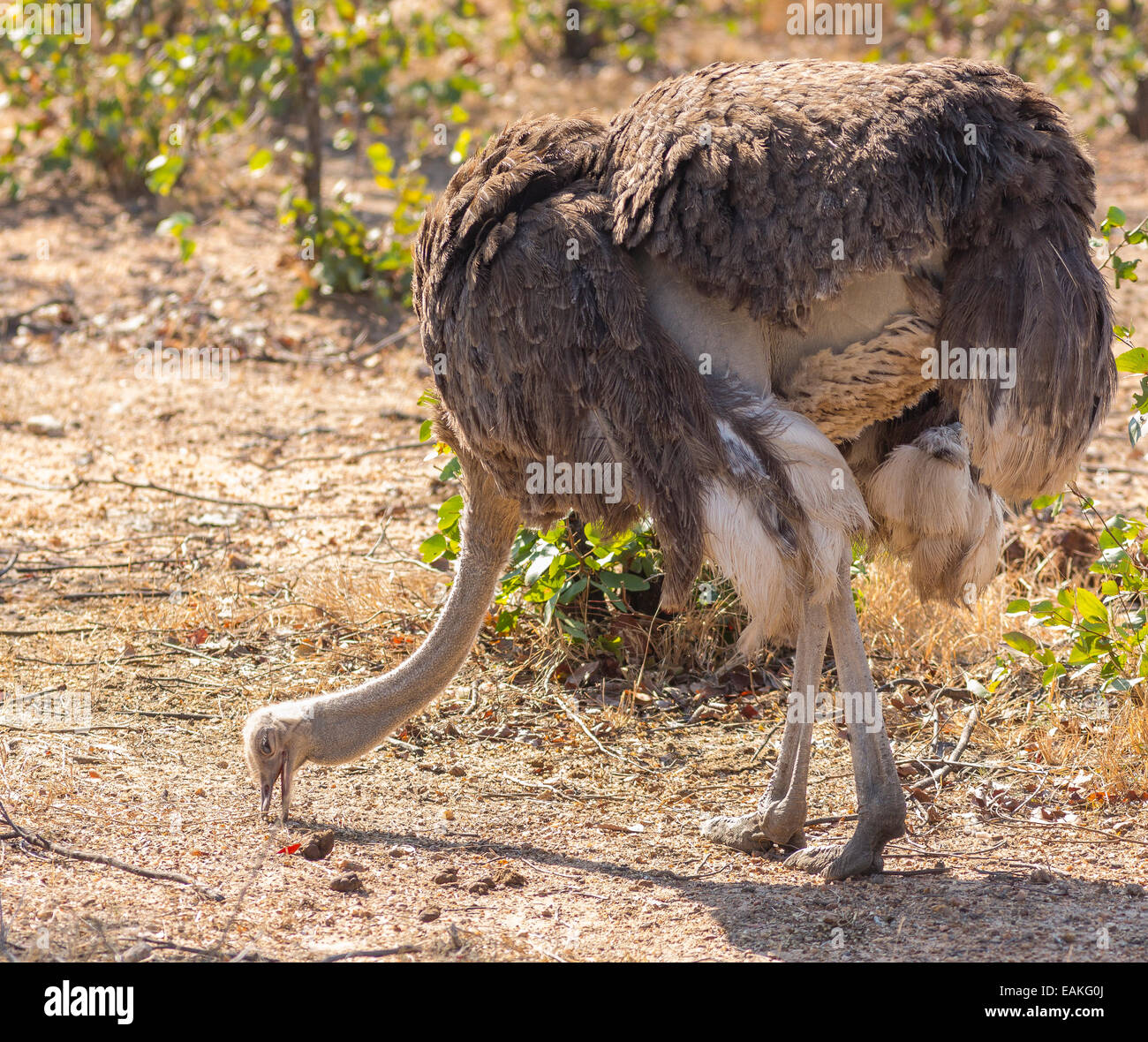 KRUGER NATIONAL PARK, SOUTH AFRICA - Common ostrich, a large flightless bird, Struthio camelus. Stock Photo