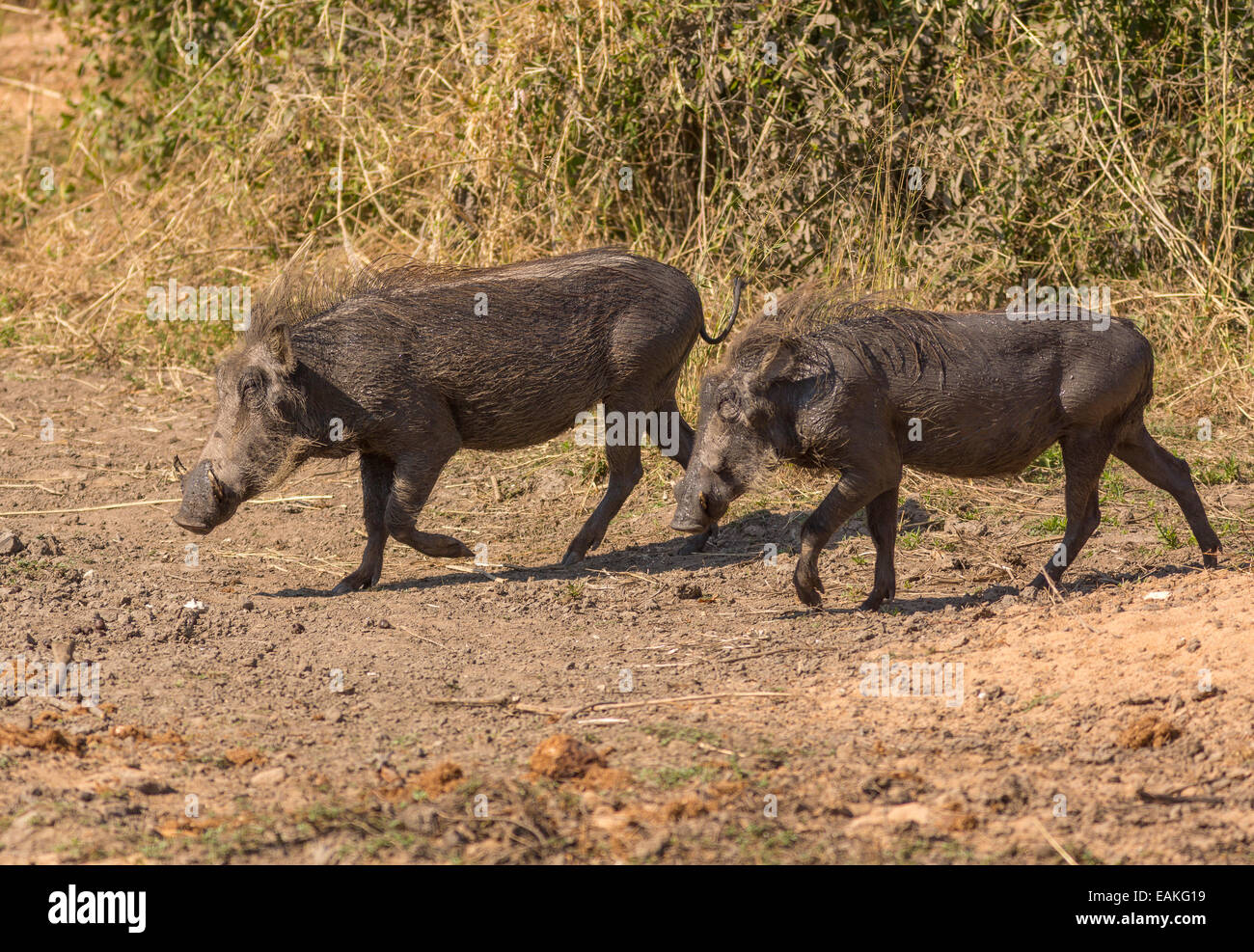 SOUTH AFRICA - two warthogs Stock Photo