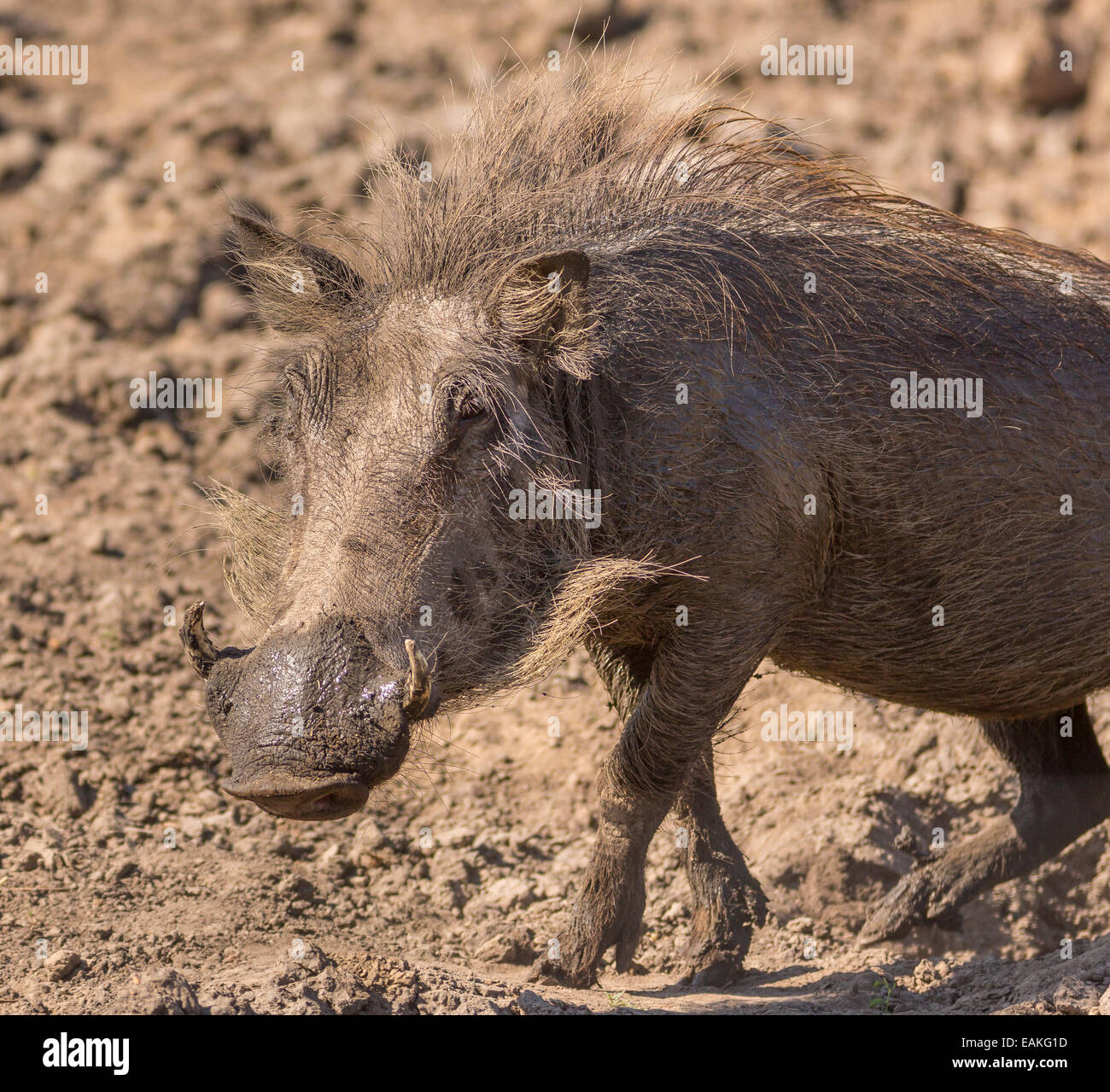 SOUTH AFRICA - warthog Stock Photo