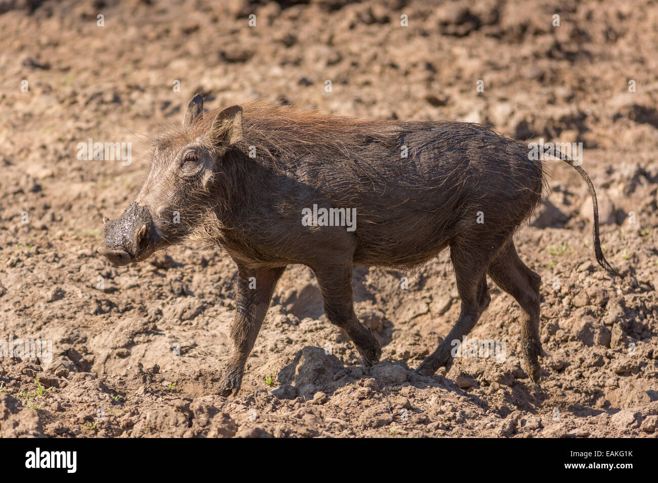 SOUTH AFRICA - warthog Stock Photo