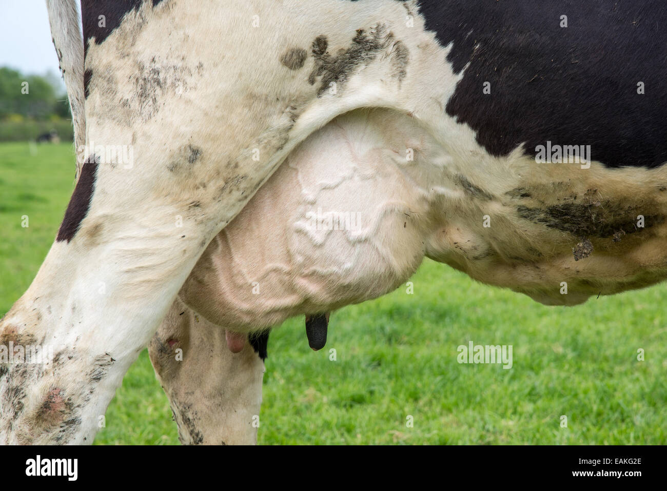 black white cow holland Stock Photo