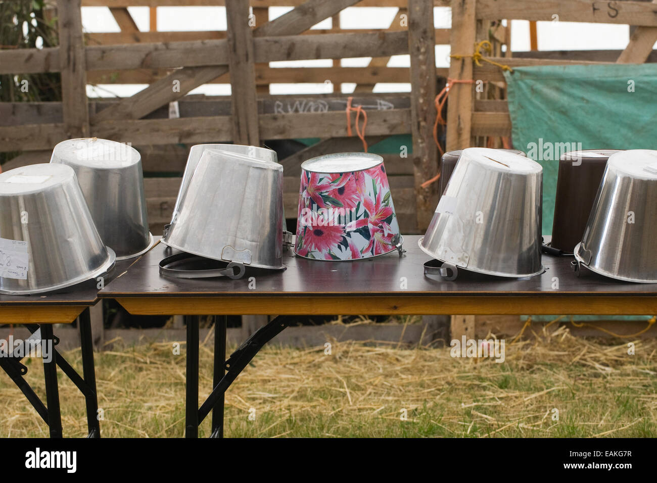 Buckets lined up on a table for goat milking at an agricultural show, UK. Stock Photo
