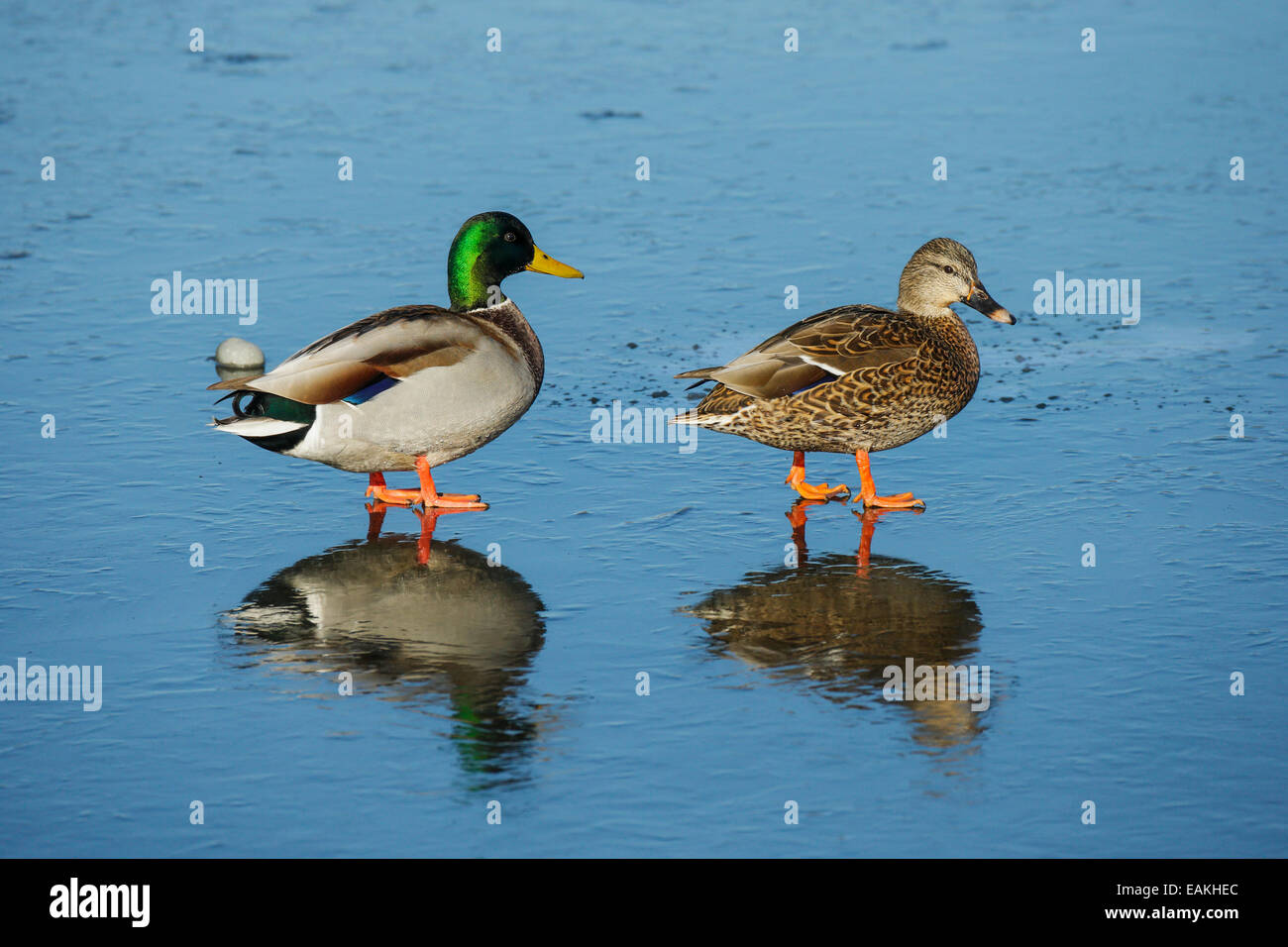Mallard duck pair on frozen Esquimalt Lagoon-Victoria, British Columbia, Canada. Stock Photo