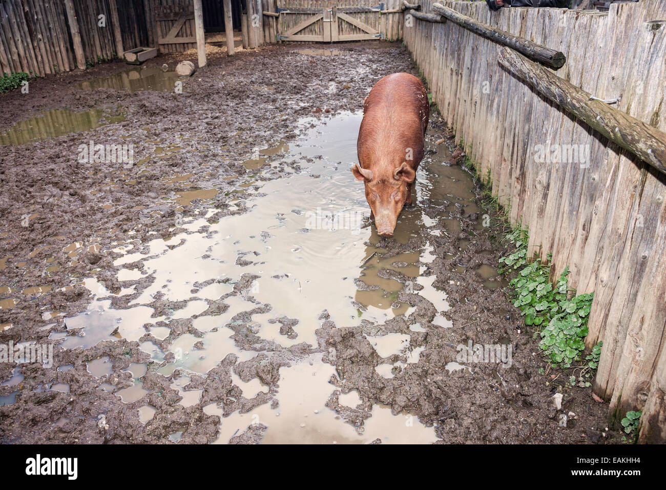Red Pig in a pig pen and muddy enclosure at a farm Stock Photo ...