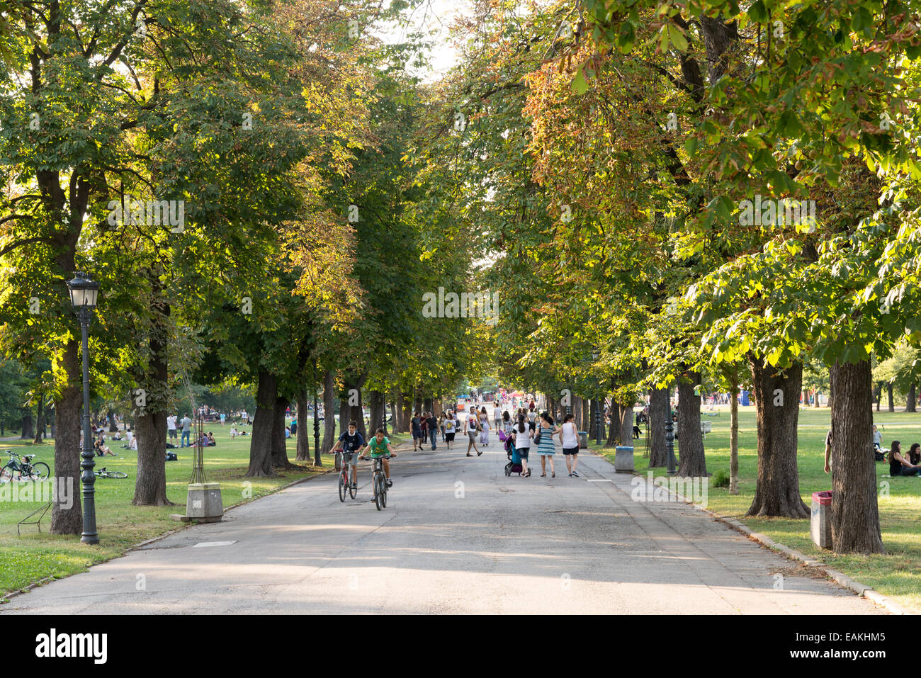 Tree lined avenue in Park Borisova gradina, Sofia, Bulgaria Stock Photo