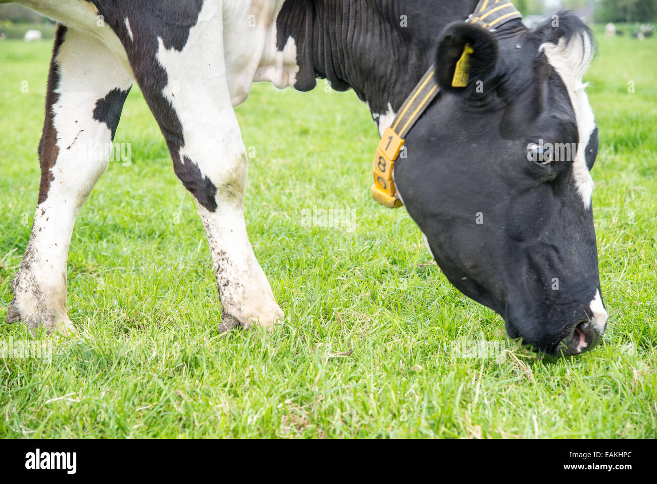 Milk cow black and white hi-res stock photography and images - Alamy