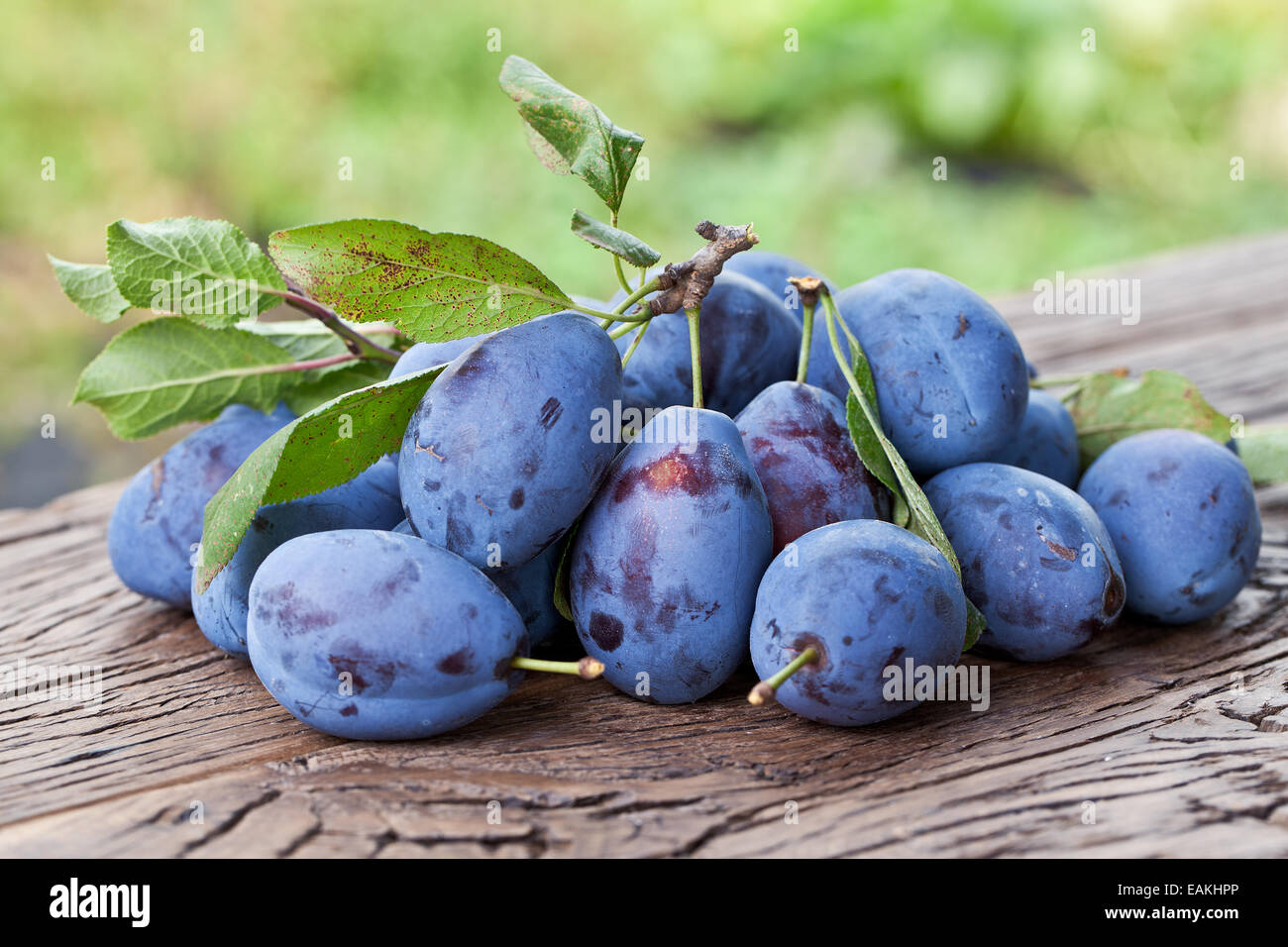 Plums on an old wooden table in the garden. Stock Photo