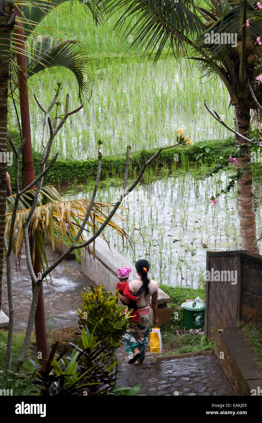 Rice field located around the Kaki Gunung temple in the center of the island near the town of Bangli. Ubud. Bali. Tegelelang it Stock Photo