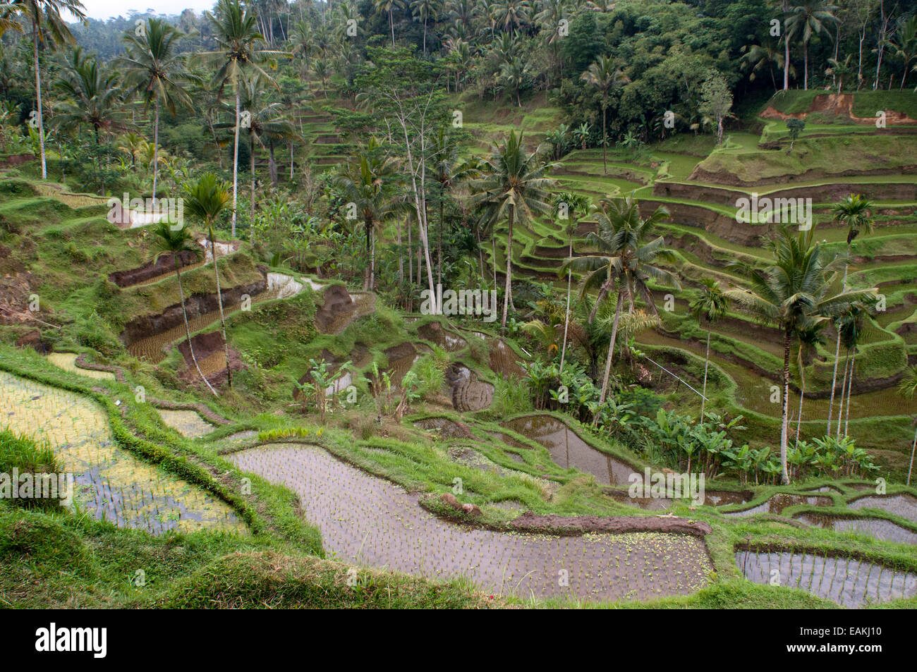 Rice terraces in a viewpoint at Tegallalang, 12 km from Ubud. Bali. Rice field located around the Kaki Gunung temple in the cent Stock Photo