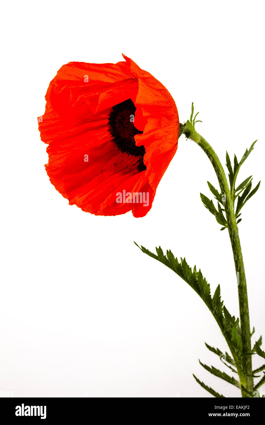 beautiful wild-growing red poppy on white background Stock Photo - Alamy