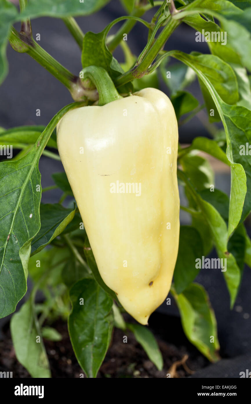 Growing process of green bell pepper. Stock Photo