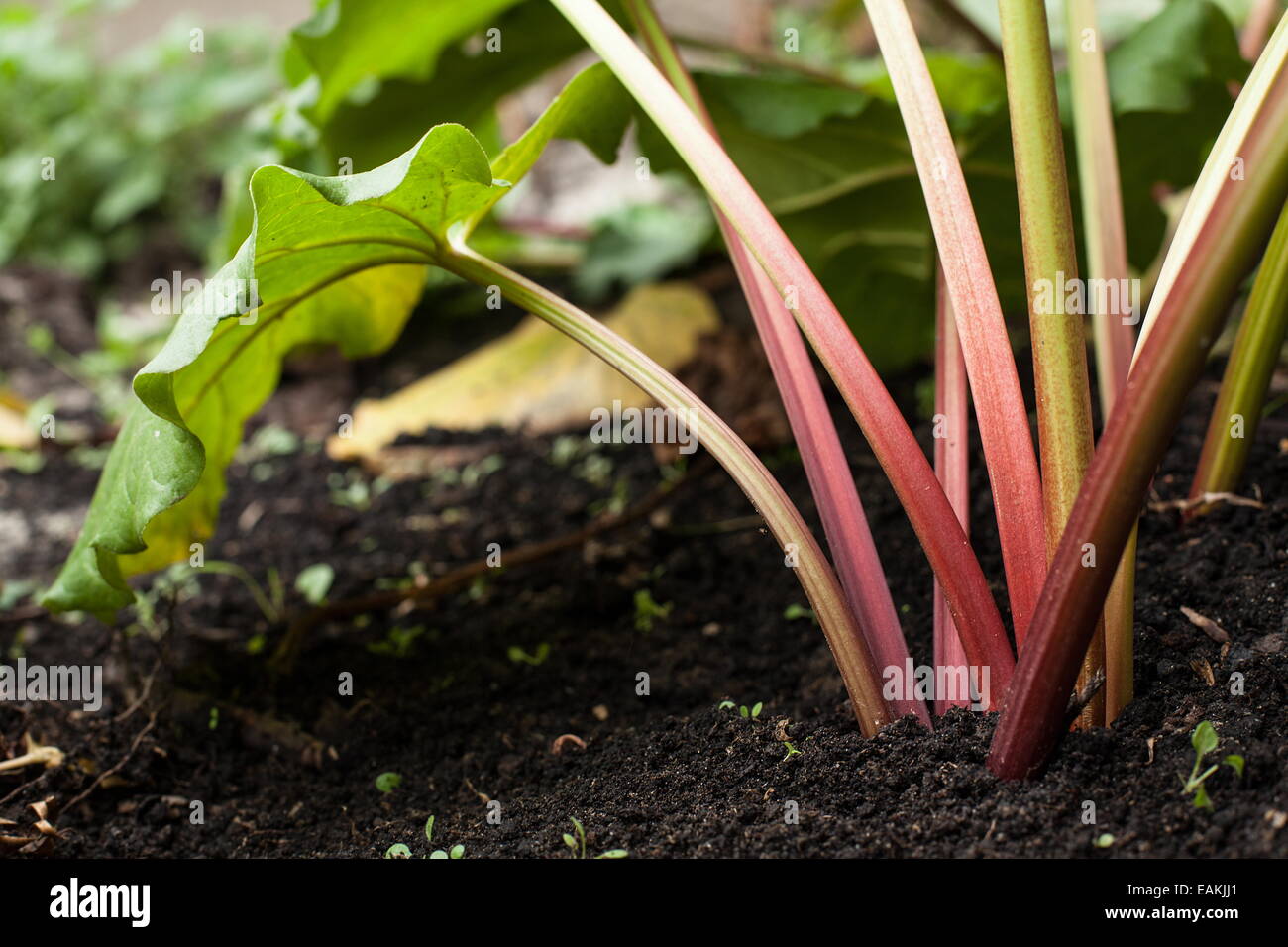 Rhubarb in the garden. Stock Photo