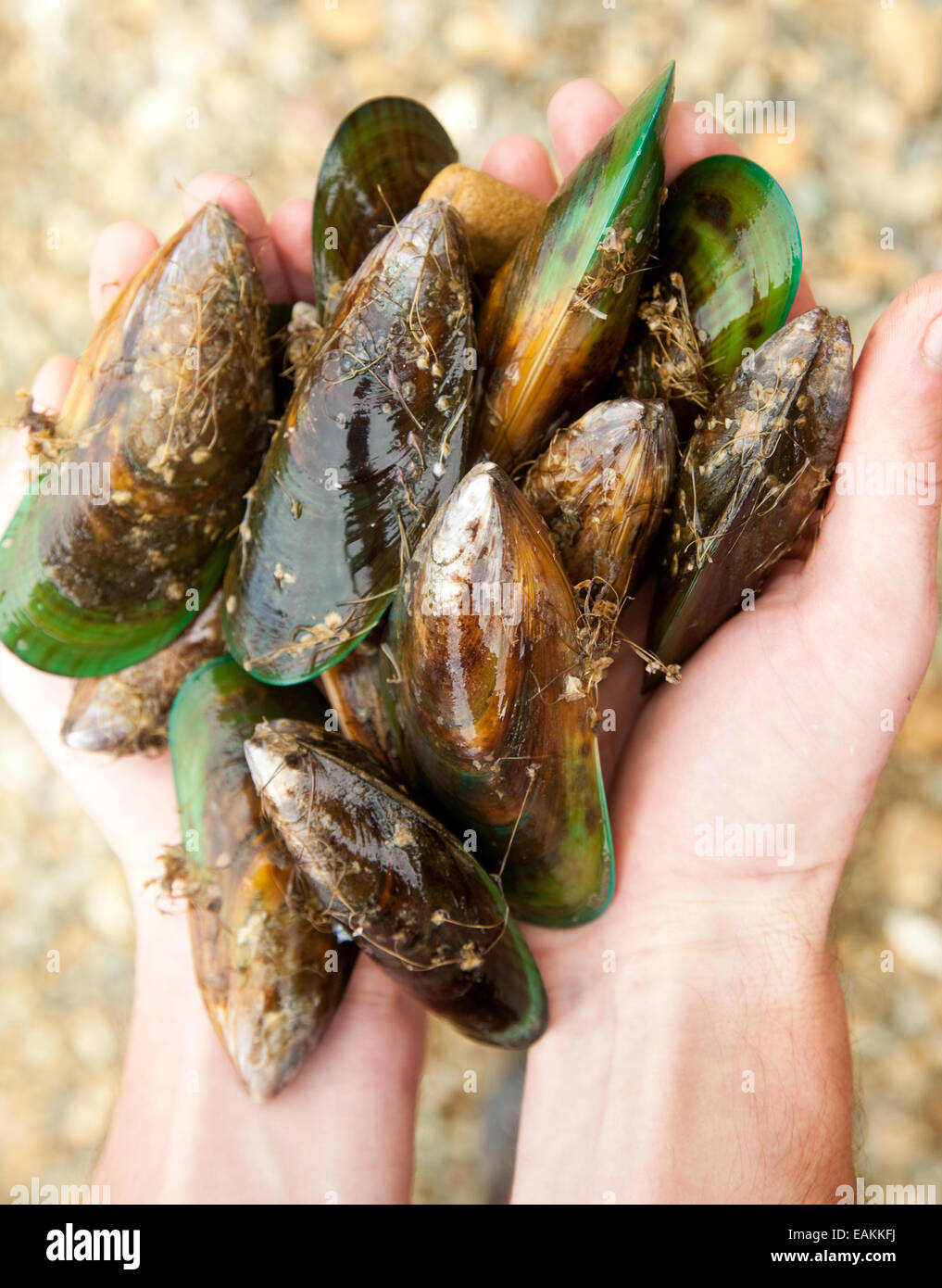 Hands holding fresh New Zealand greenlipped mussels, shallow focus