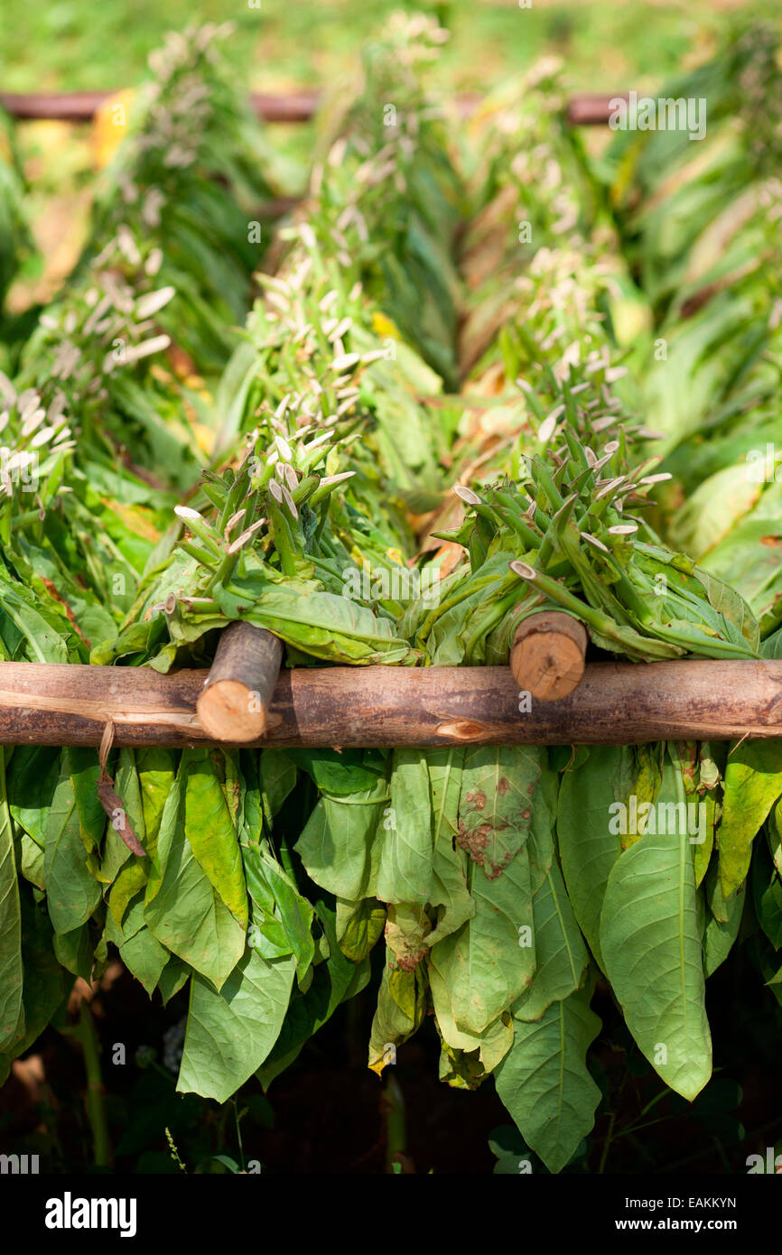 Tobacco drying racks hires stock photography and images Alamy