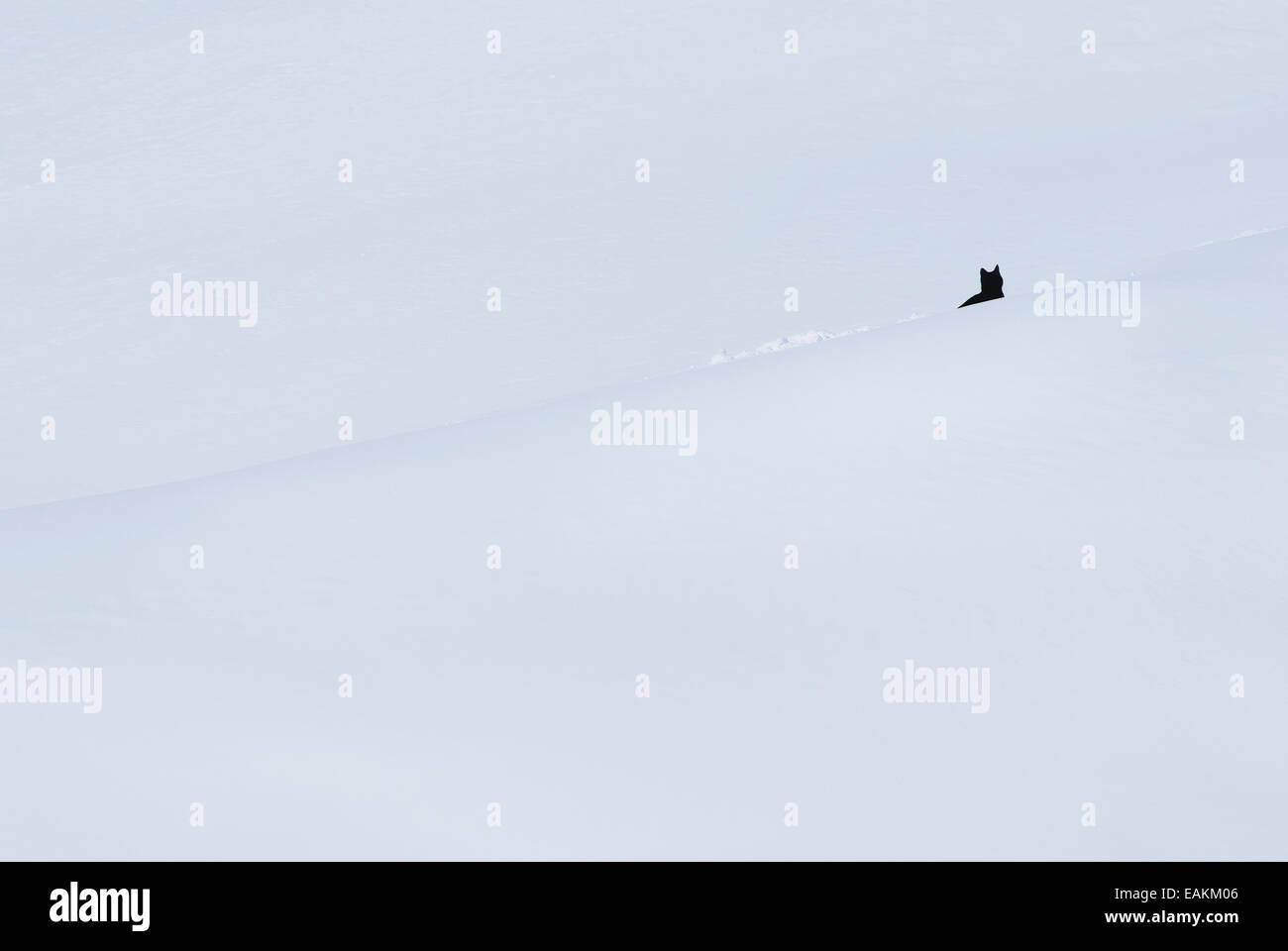 Black cat on snow coverd white slope. Stock Photo