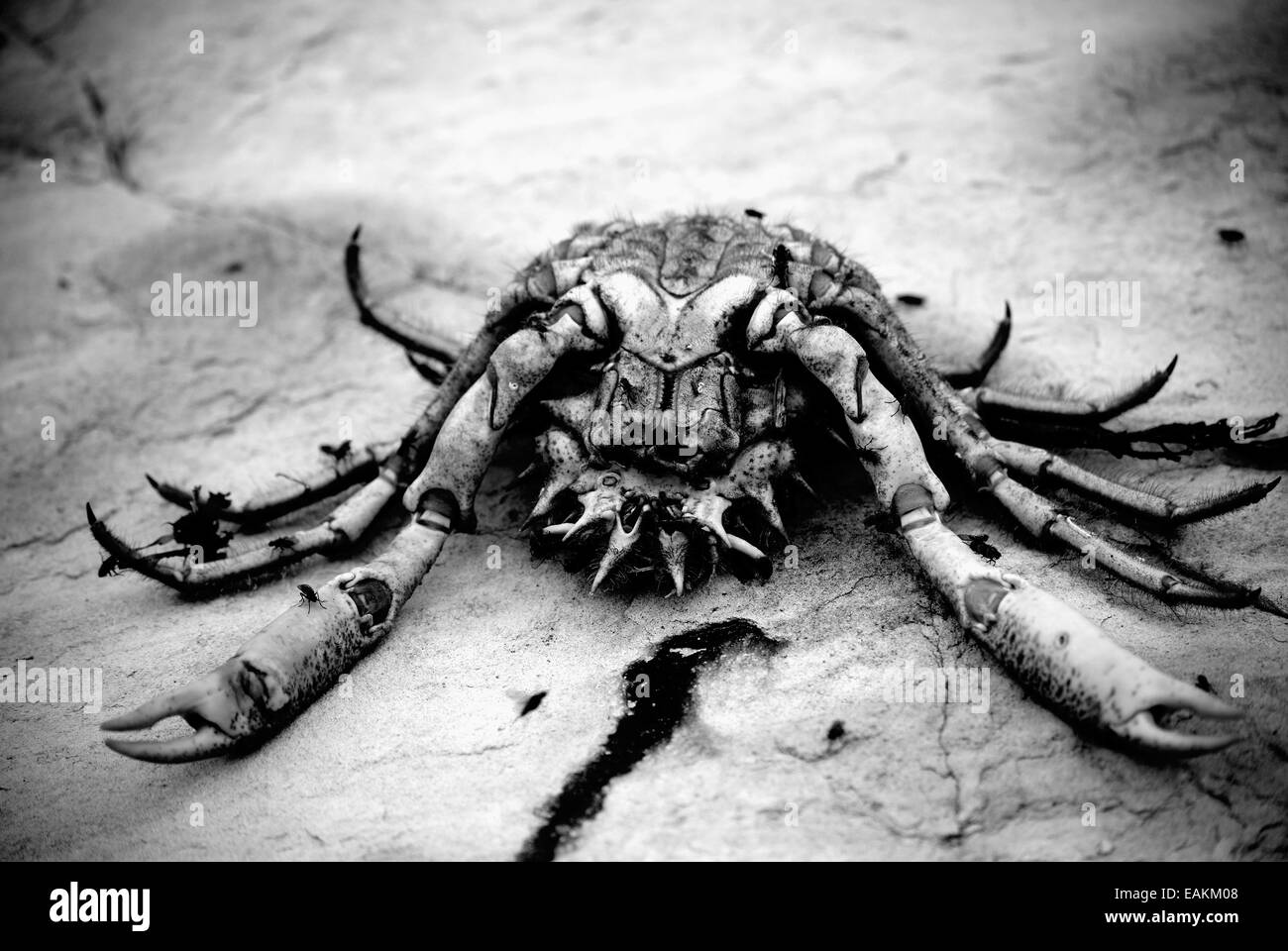 Crab remains laying on the rock. Stock Photo