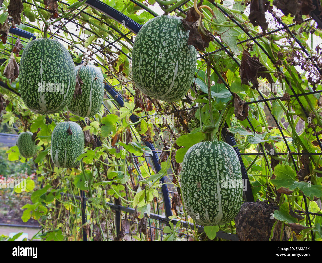 Latin American Fig-Leaf Gourds ( Cucurbita ficofolia ) under cultivation in Devon UK Stock Photo