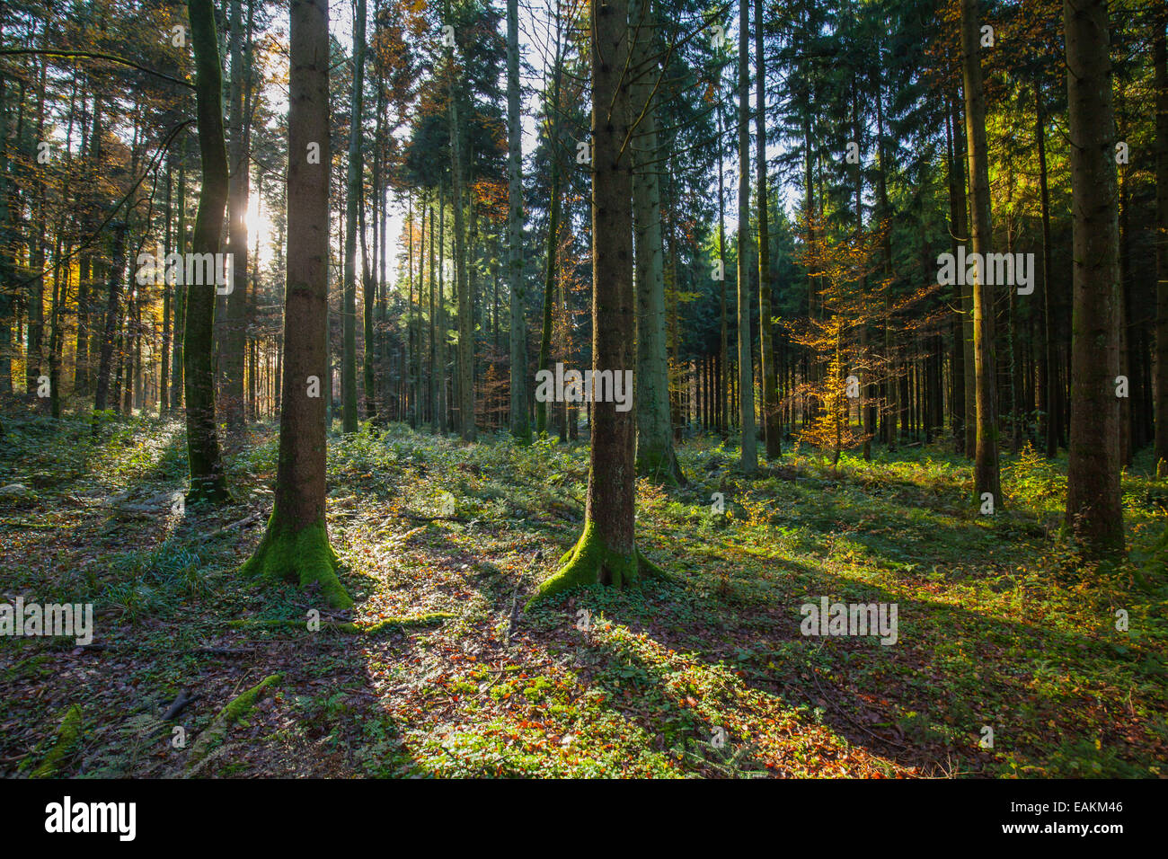 Sunlight passes the coniferous forest Stock Photo