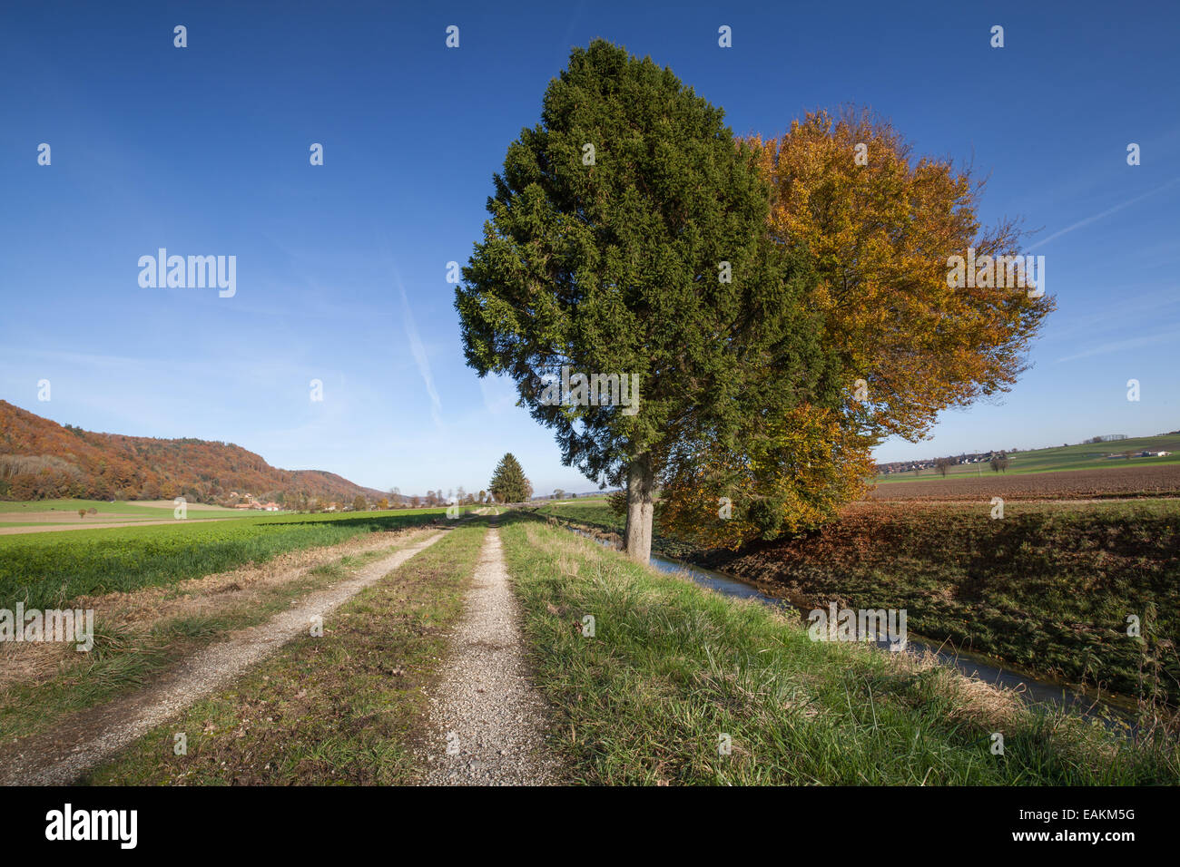 Pathway along the river with two colorful trees Stock Photo