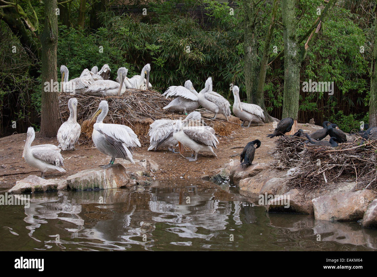 Dalmatian Pelicans (Pelecanus crispus) and their nests on pond island in the Rotterdam Zoo in Holland, Netherlands. Stock Photo