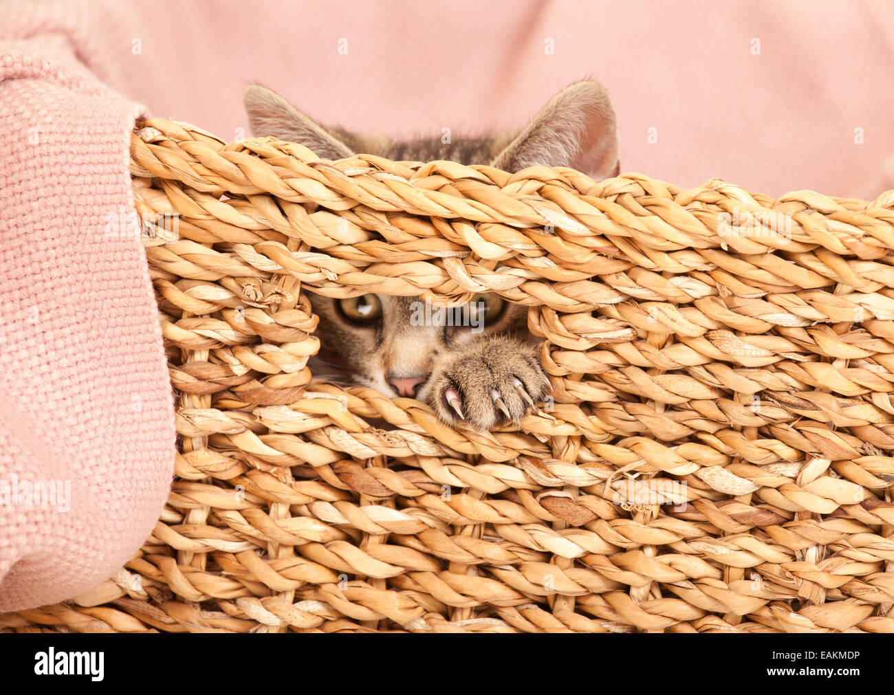 a young tabby cat looking out of a basket Stock Photo - Alamy