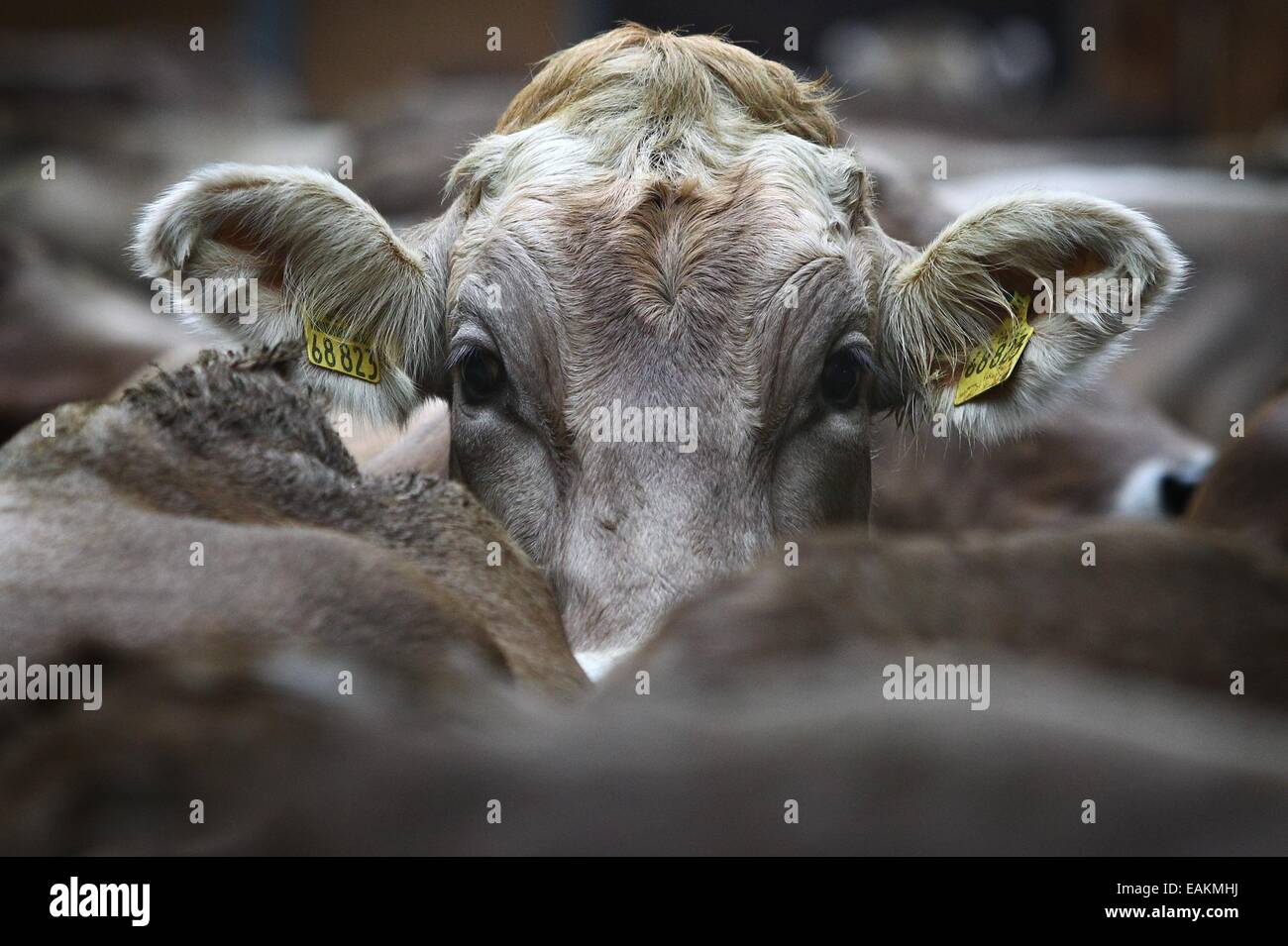 Betzigau, Germany. 13th Nov, 2014. A cow of the brown cattle (Braunvieh) breed amongst other cows in the stall of a farm in Betzigau, Germany, 13 November 2014. Photo: Karl-Josef Hildenbrand/dpa/Alamy Live News Stock Photo