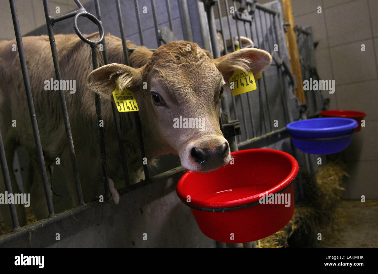 Betzigau, Germany. 13th Nov, 2014. A calf in the stall of a farm in Betzigau, Germany, 13 November 2014. Photo: Karl-Josef Hildenbrand/dpa/Alamy Live News Stock Photo