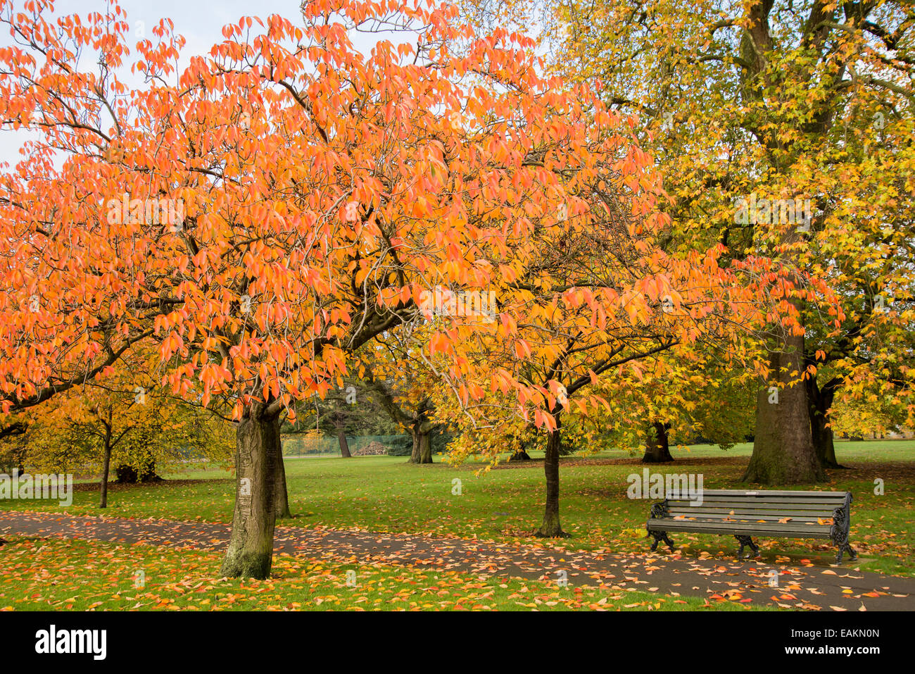 Cherry trees in greenwich park hires stock photography and images Alamy