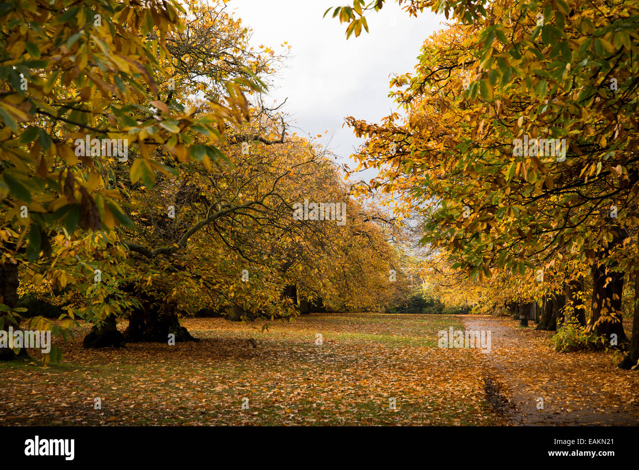 Autumn colours in Greenwich Park, London. November 2014 Stock Photo