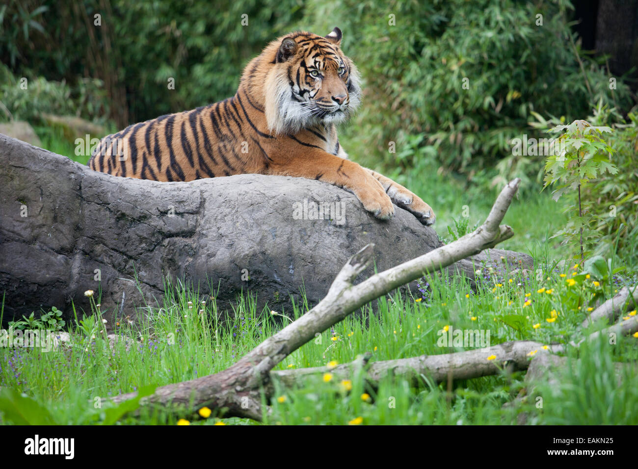 Male tiger in the Rotterdam Zoo in Holland, Netherlands. Stock Photo