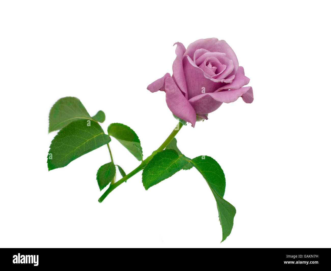 blue rose isolated on white background Stock Photo - Alamy