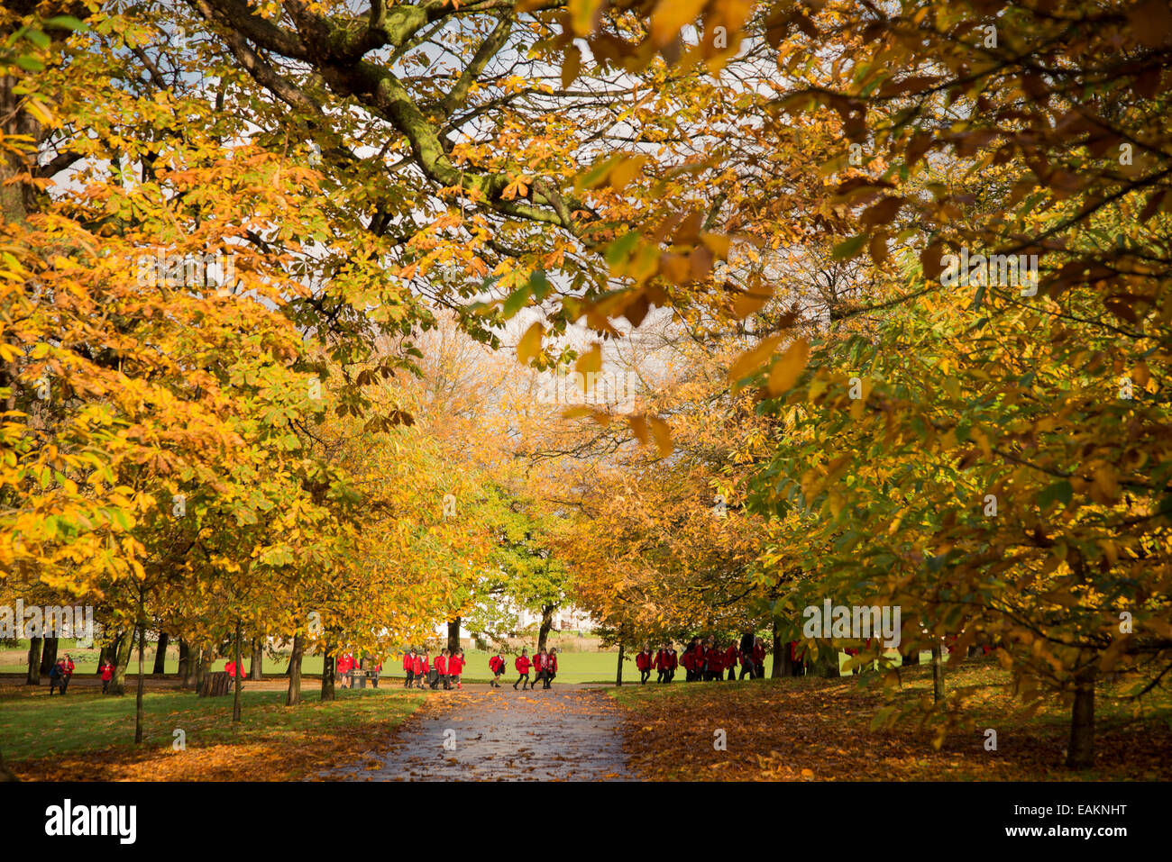 Autumn colours. School children walking through Greenwich Park, London. November 2014 Stock Photo