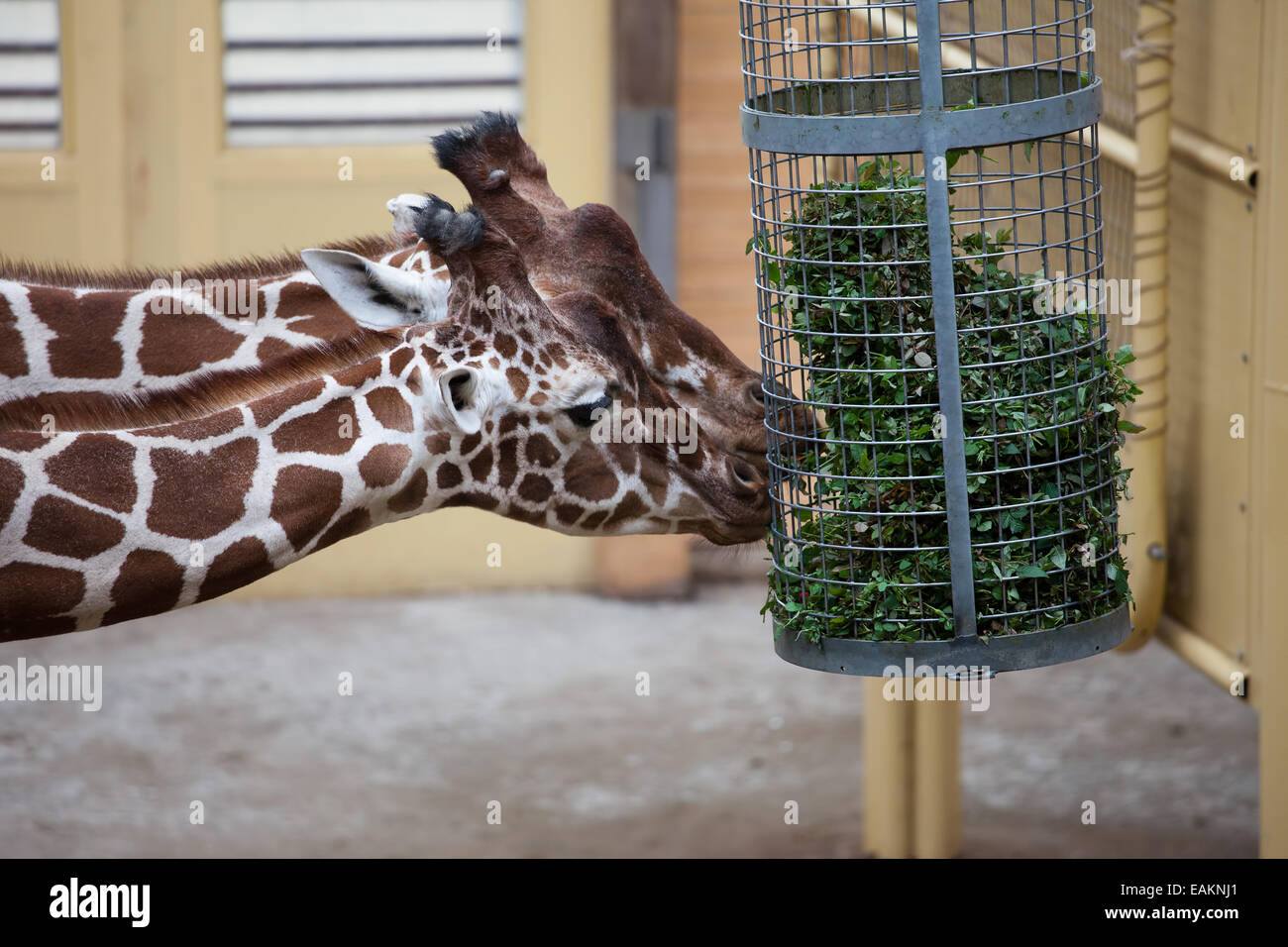 Giraffes eating plants in the Rotterdam Zoo (Diergaarde Blijdorp) in