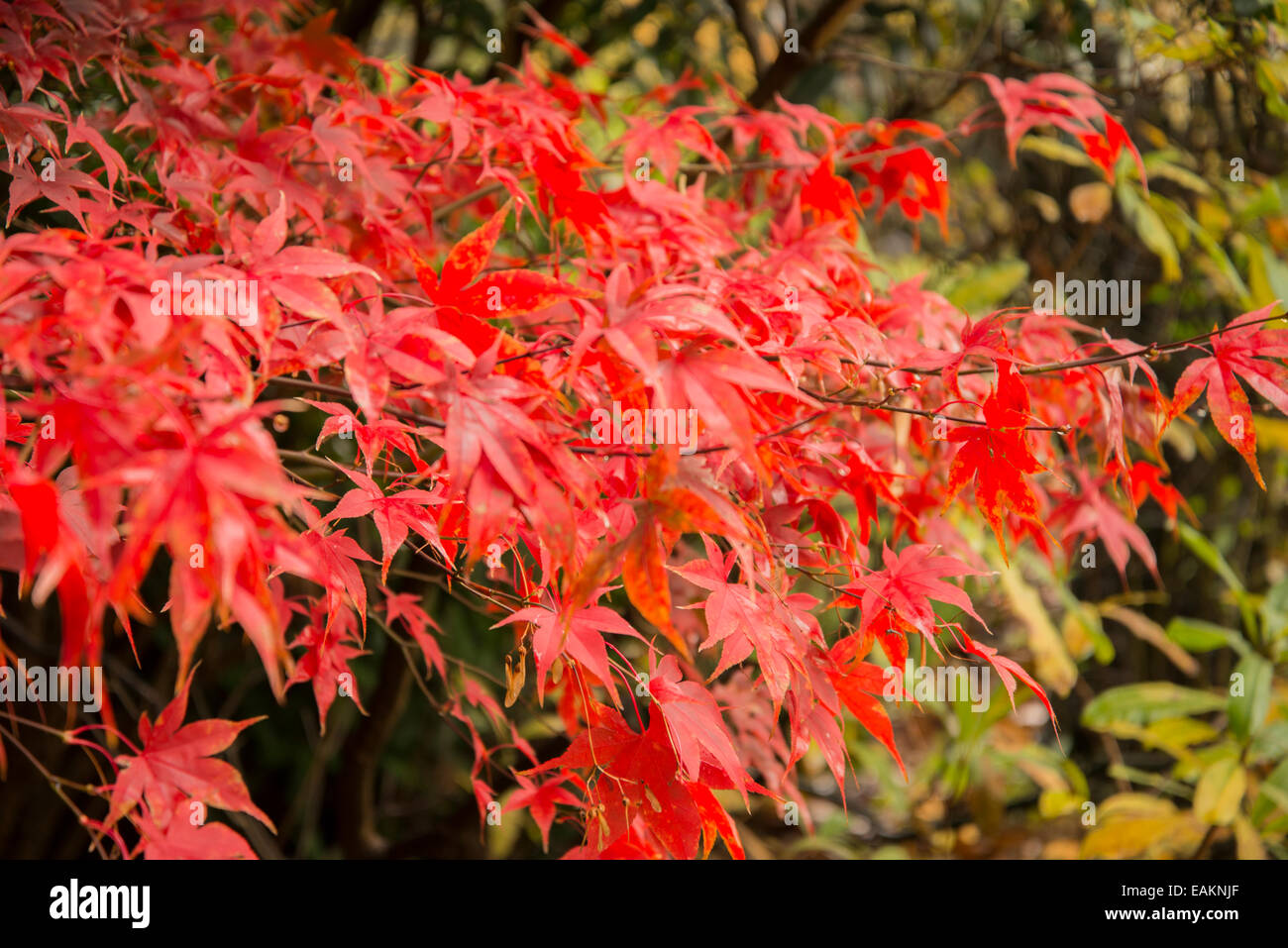 Autumn colours in Greenwich Park, London. November 2014 Stock Photo