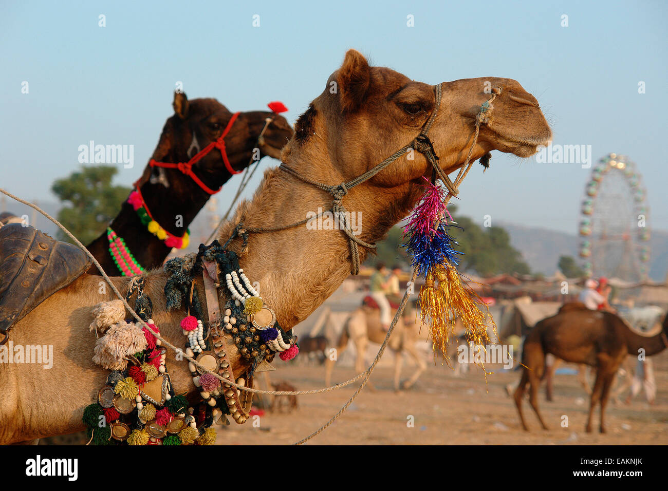 Pushkar Cattle Fair Camel Rajasthan India Festival Traditional Colorful Fair Ground Stock Photo - Alamy Pushkar Cattle Fair Camel Rajasthan India Festival Traditional Colorful Fair Ground Stock Photo - Alamy