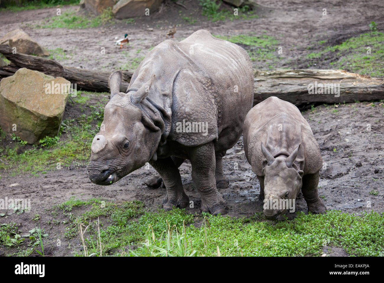 Great Indian Rhinoceroses Rhinoceros Unicornis Mother With Baby In The Rotterdam Zoo Diergaarde Blijdorp In Holland Nether Stock Photo Alamy Great Indian Rhinoceroses Rhinoceros Unicornis Mother With Baby In The Rotterdam Zoo Diergaarde Blijdorp In Holland Nether Stock Photo Alamy